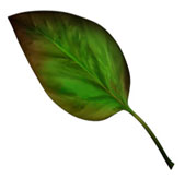 Magnesium Deficiency