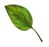 Sulfer Deficiency
