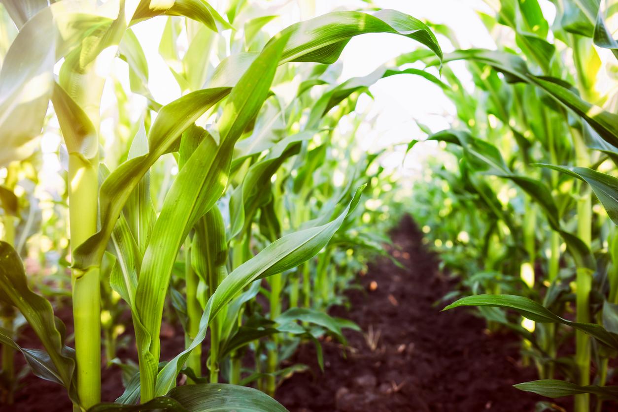 Corn agriculture. Green nature. Rural field on farm land in summer. Plant growth. Farming scene. Outdoor landscape. Organic leaf. Crop season. Sun in the sky.