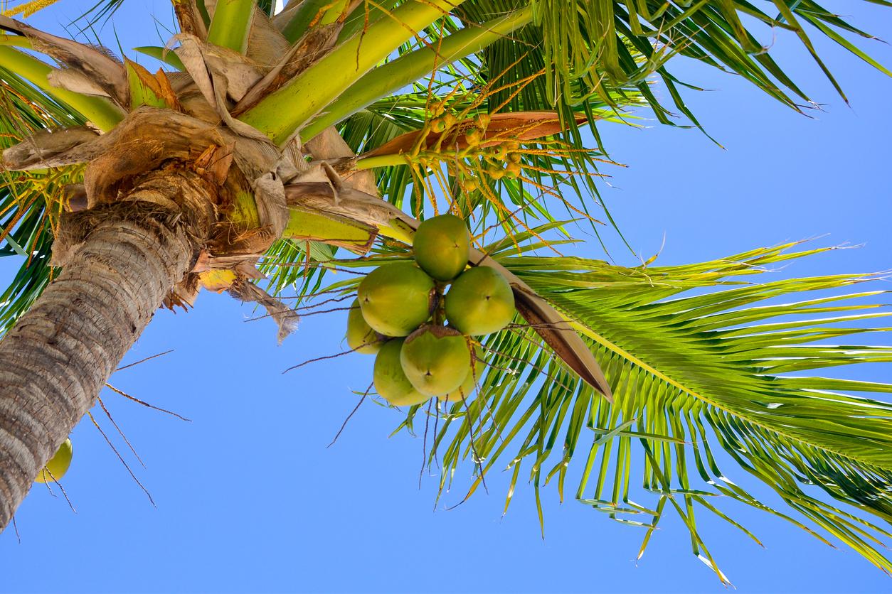 Looking Up at Coconuts