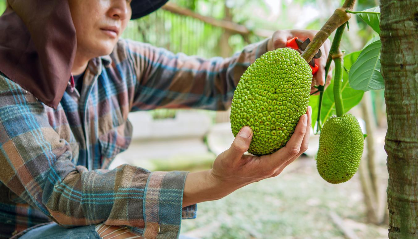 The hands of a farmer or fruit grower use pruning shears to cut the raw green Jackfruit from the Jackfruit tree. Harvest the agricultural cocoa business produces.