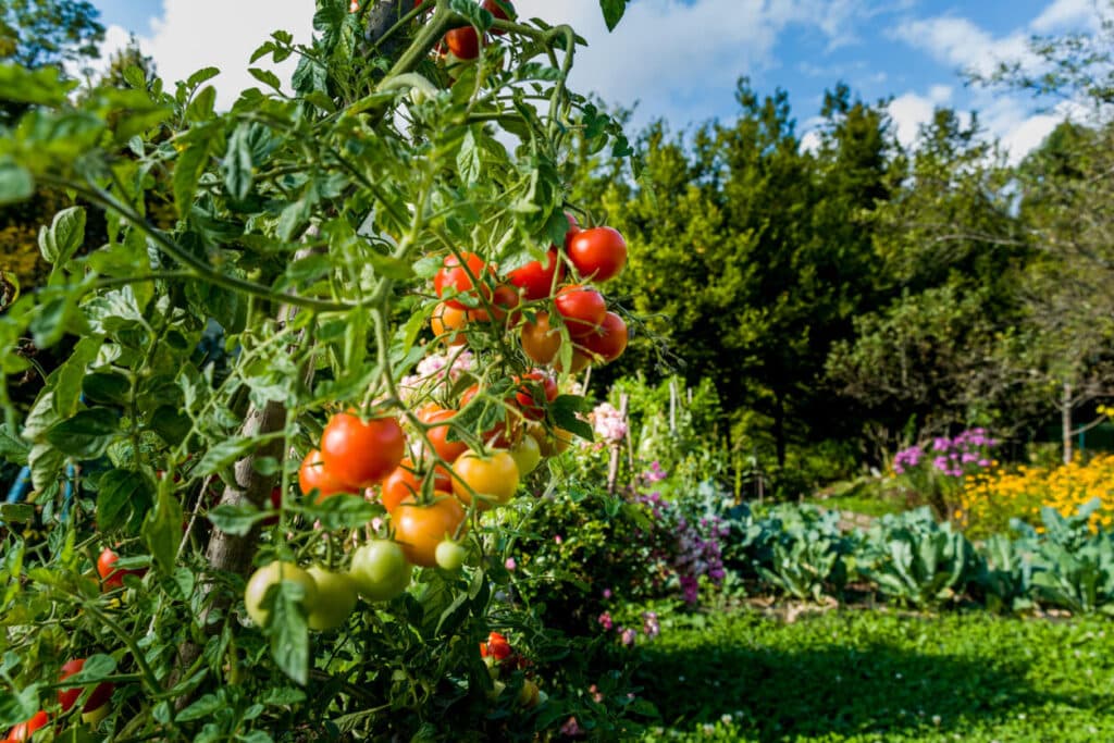 Organically grwon cherry tomatoes