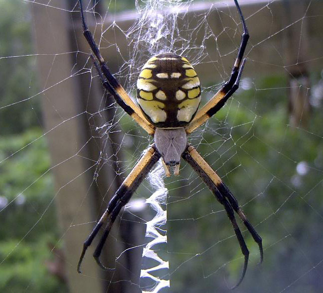 Black and Yellow Garden Spider